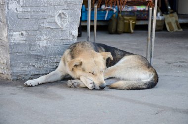 Uyuyan sokak köpeği beton bir duvarın yakınındaki beton kaldırıma kıvrılmış, doğal gün ışığında huzurlu bir sokak manzarası..