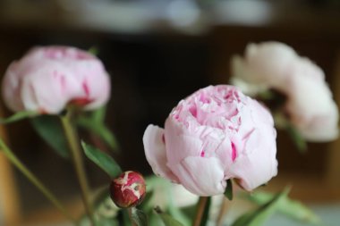 Bir vazoda açan hassas pembe şakayık tomurcukları, yumuşak doğal ışıklandırma, taze bahar çiçekleri, çiçek dekoru, romantik ve zarif atmosfer, detaylı taç yaprakları, yumuşak pastel renkler, kapalı alanda çiçek aranjmanı, botanik güzelliği..