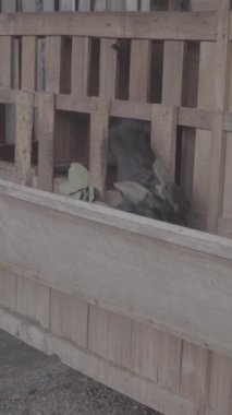 Bazı keçiler bir ağılda yemek yiyorlar. Tahta ve bambu karışımından yapılmış basit bir kalem ve S-Log3, S-Gamut3.Cine içinde video.