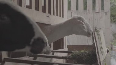 İki keçi bir ağılda. Keçiler yer ve sonra kameraya bakar. Arka plan ahşap ve bambudan yapılmış geleneksel bir kalem ve S-Log3, S-Gamut3.Cine 'de video.