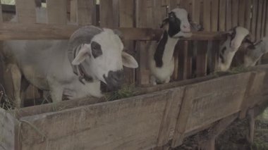 Hâlâ ahşap ve bambudan yapılmış geleneksel keçi ağılının içindeki atmosfer. Birkaç koyun kameraya bakarken görülüyor. Öğlen civarı atmosfer ve S-Log3, S-Gamut3.Cine 'deki video.