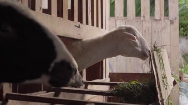 İki keçi bir ağılda. Keçiler yer ve sonra kameraya bakar. Arka plan ahşap ve bambudan yapılmış geleneksel bir kalemdir..