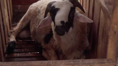 Bir keçi ağılda kameraya bakıyor. Arka plan ahşap ve bambudan yapılmış geleneksel bir kalemdir..