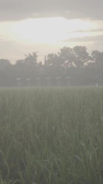 Kırsal bölgelerdeki pirinç tarlaları yemyeşil, arka planda evler öğleden sonra atmosferinde ve S-Log3, S-Gamut3.Cine 'deki videolar büyümekte.