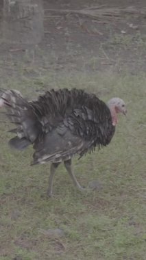 Siyah hindi diğer hindilerle yürüyor. Kısa yeşil çimenlerin ve uzun ağaçların arka planı ve S-Log3, S-Gamut3.Cine 'deki video.