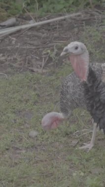 Hindi diğer hindilerle yürüyor. Etrafta yiyecek aramak için zıplıyordu. Kısa yeşil çimenlerin ve uzun ağaçların arka planı ve S-Log3, S-Gamut3.Cine 'deki video.