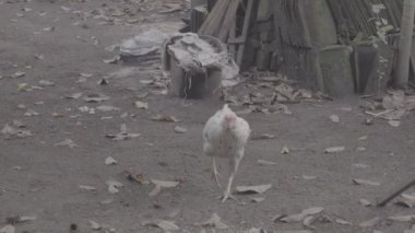 Beyaz tüylü tavuk yürüyordu ve ara sıra bahçede bir şeyler gagalıyordu. S- Log3, S-Gamut3.Cine, S-Log3 ve S-Gamut3.Cine 'de videolar birikmişti.