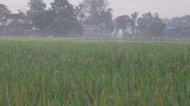 Kırsaldaki pirinç tarlaları yemyeşil ve yemyeşil, arka planda evler öğleden sonra atmosferinde yetişiyor..