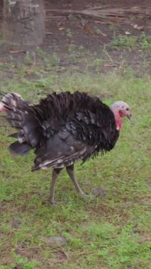 Siyah hindi diğer hindilerle yürüyor. Kısa yeşil çimenlerin ve uzun ağaçların arka planı.