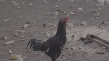 Siyah horoz duruyordu ve etrafına bakıyordu. Videonun arka planı bir sürü kuru yapraklı arazi. S-Log3, S-Gamut3.Cine 'de küçük ve yetişkin tavuklar vardır.