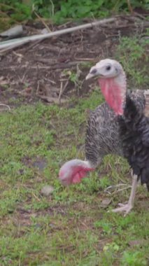 Hindi diğer hindilerle yürüyor. Etrafta yiyecek aramak için zıplıyordu. Kısa yeşil çimenlerin ve uzun ağaçların arka planı.