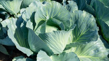Toprakta yetişen desenli yeşil yapraklı büyük bir lahana kafasının yakın çekimi. Organik tarım, sağlıklı beslenme ve kırsal bir sebze bahçesinde mevsimsel hasat kavramı.
