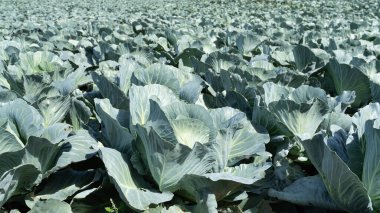 Toprakta yetişen desenli yeşil yapraklı büyük bir lahana kafasının yakın çekimi. Organik tarım, sağlıklı beslenme ve kırsal bir sebze bahçesinde mevsimsel hasat kavramı.