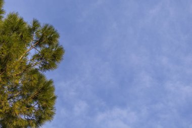 Açık Mavi Gökyüzü Çam Taçlarının Üzerinde, Airy Minimalist Çerçevesi Floransa yakınlarında Sakin Editör Ortamı Yakalıyor Dalların ve İğnelerin Temiz Silüeti Çok Yönlü Arkaplan Teklif Ediyor