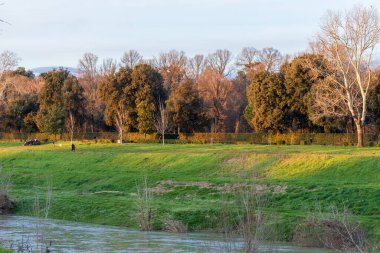 Nehir kenarındaki çayır, yeşil çimlerle, yumuşak su dalgalarıyla, ağaçlarla süslenmiş boynuzlarıyla ve yumuşak akşam parlaklığıyla, huzur dolu Pastoral Sahne Yaşam Tarzı İçin İdeal