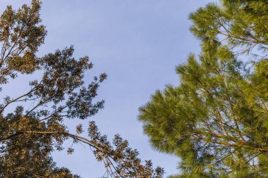 Pine Canopy tarafından çerçevelenmiş Mavi Gökyüzü, Floransa 'da rahatlatıcı bir perspektif, İtalya Yumuşak Güneş Işığı, desenli dallardan ve yeşil yapraklardan süzülerek,