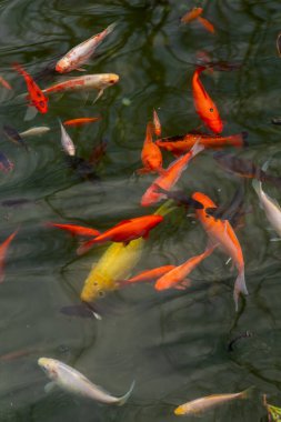 Braga 'da Yüzen Renkli Koi Balığı, Canlı Portakal ve Dalgalı Göl yüzeyinin altında Süzülen Altın Sazan, Yumuşak Güneş Işığı Yansımaları Yaratan, Serene Garden