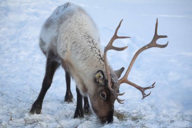 Norveç 'te kar yağan ren geyiği