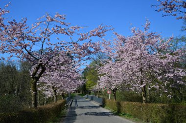 İlkbaharda pembe çiçekli güzel ağaçlar, Almanya