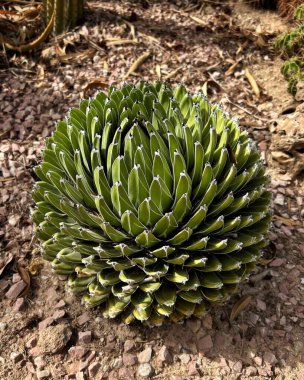 Kraliçe Victoria agave bitkisi, doğal ortamında yetişen olgun mavi bir agave.