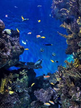 Akvaryumdaki su altı yaşamı, güzel mercan kolonisi ve sudaki parlak renkli balıklar.