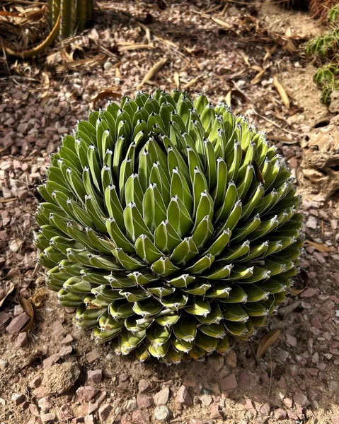 Kraliçe Victoria agave bitkisi, doğal ortamında yetişen olgun mavi bir agave.