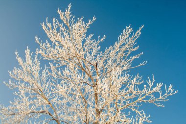Açık mavi gökyüzüne dizilmiş donuk dallarla kaplı donmuş bir ağacın kış fotoğrafı. Buzlu beyaz dokular ve koyu mavi arkaplan arasındaki zıtlık kışın sakin ve canlı bir atmosfer yaratıyor..