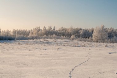 Kış manzarası, açık karla kaplı bir araziyi donmuş ağaçlara ve berrak mavi gökyüzünün altındaki sessiz bir ormana götürüyor. Buz dallara tutunur ve kıtır ışık soğuk bir kış gününün sakin ve el değmemiş güzelliğini vurgular..