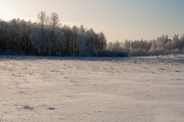 Kış manzarası, açık karla kaplı bir araziyi donmuş ağaçlara ve berrak mavi gökyüzünün altındaki sessiz bir ormana götürüyor. Buz dallara tutunur ve kıtır ışık soğuk bir kış gününün sakin ve el değmemiş güzelliğini vurgular..