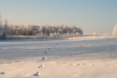 Kış manzarası, açık karla kaplı bir araziyi donmuş ağaçlara ve berrak mavi gökyüzünün altındaki sessiz bir ormana götürüyor. Buz dallara tutunur ve kıtır ışık soğuk bir kış gününün sakin ve el değmemiş güzelliğini vurgular..