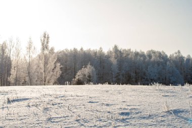 Kış manzarası, açık karla kaplı bir araziyi donmuş ağaçlara ve berrak mavi gökyüzünün altındaki sessiz bir ormana götürüyor. Buz dallara tutunur ve kıtır ışık soğuk bir kış gününün sakin ve el değmemiş güzelliğini vurgular..