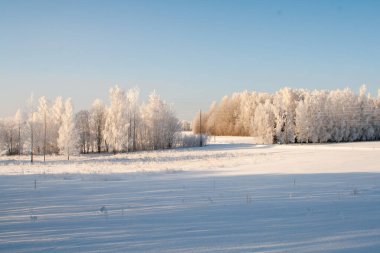 Kış manzarası, açık karla kaplı bir araziyi donmuş ağaçlara ve berrak mavi gökyüzünün altındaki sessiz bir ormana götürüyor. Buz dallara tutunur ve kıtır ışık soğuk bir kış gününün sakin ve el değmemiş güzelliğini vurgular..