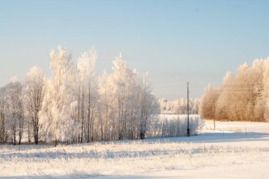 Kış manzarası, açık karla kaplı bir araziyi donmuş ağaçlara ve berrak mavi gökyüzünün altındaki sessiz bir ormana götürüyor. Buz dallara tutunur ve kıtır ışık soğuk bir kış gününün sakin ve el değmemiş güzelliğini vurgular..