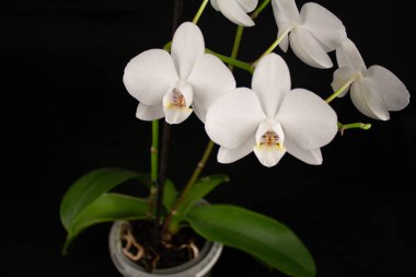 Siyah arka planda beyaz bir orkide çiçeğinin yakın plan fotoğrafları. Narin taç yaprakları, ince dokular ve zarif orkide biçimi çarpıcı bir şekilde göze çarpar. Zarif ve minimalist bir çiçek kompozisyonu yaratır.