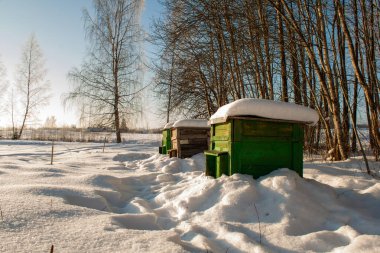Buz kaplı bir ormanın kenarında kısmen karla kaplı yeşil arı kovanlarının yer aldığı soğuk, güneşli kış sahnesi. Parlak güneş ışığı kar, canlı arı kovanları ve çevreleyen kış manzarası arasındaki zıtlığı vurgular.