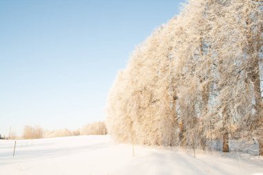 Güneşli kış sahnesinde bir sıra donmuş ıhlamur ağacı karla kaplı bir çayırda duruyor. Açık ışık ve yumuşak kış renkleri, güçlü bir mevsim ve sakin doğa hissi ile huzurlu bir kırsal alan yaratır.