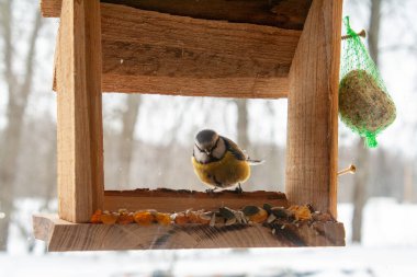A great tit perches on the edge of a rustic wooden bird feeder during winter, surrounded by softly falling snow. The small songbirds yellow and black plumage contrasts beautifully with the warm tones of the feeder and the blurred