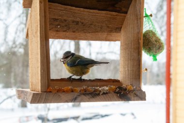 A great tit perches on the edge of a rustic wooden bird feeder during winter, surrounded by softly falling snow. The small songbirds yellow and black plumage contrasts beautifully with the warm tones of the feeder and the blurred
