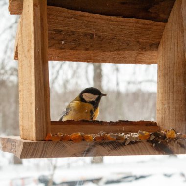 A great tit perches on the edge of a rustic wooden bird feeder during winter, surrounded by softly falling snow. The small songbirds yellow and black plumage contrasts beautifully with the warm tones of the feeder and the blurred
