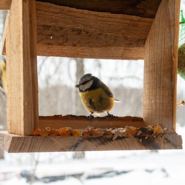 A great tit perches on the edge of a rustic wooden bird feeder during winter, surrounded by softly falling snow. The small songbirds yellow and black plumage contrasts beautifully with the warm tones of the feeder and the blurred