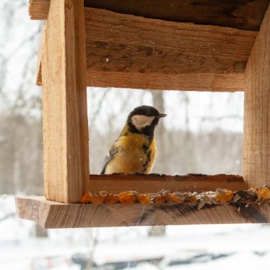 A great tit perches on the edge of a rustic wooden bird feeder during winter, surrounded by softly falling snow. The small songbirds yellow and black plumage contrasts beautifully with the warm tones of the feeder and the blurred