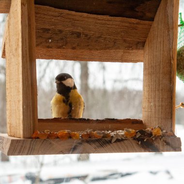 A great tit perches on the edge of a rustic wooden bird feeder during winter, surrounded by softly falling snow. The small songbirds yellow and black plumage contrasts beautifully with the warm tones of the feeder and the blurred