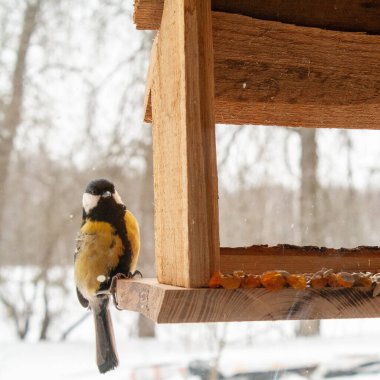 A great tit perches on the edge of a rustic wooden bird feeder during winter, surrounded by softly falling snow. The small songbirds yellow and black plumage contrasts beautifully with the warm tones of the feeder and the blurred