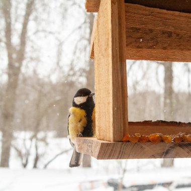 A great tit perches on the edge of a rustic wooden bird feeder during winter, surrounded by softly falling snow. The small songbirds yellow and black plumage contrasts beautifully with the warm tones of the feeder and the blurred