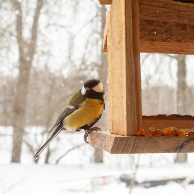 A great tit perches on the edge of a rustic wooden bird feeder during winter, surrounded by softly falling snow. The small songbirds yellow and black plumage contrasts beautifully with the warm tones of the feeder and the blurred