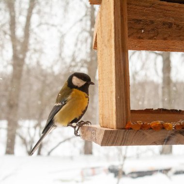 A great tit perches on the edge of a rustic wooden bird feeder during winter, surrounded by softly falling snow. The small songbirds yellow and black plumage contrasts beautifully with the warm tones of the feeder and the blurred
