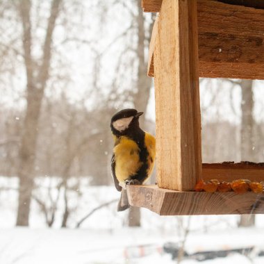 A great tit perches on the edge of a rustic wooden bird feeder during winter, surrounded by softly falling snow. The small songbirds yellow and black plumage contrasts beautifully with the warm tones of the feeder and the blurred