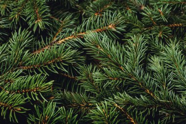 Noel ağacının dalları. Noel, yeni yıl. Duvar kağıdı. Pankart. Düz yatış, üst görünüm.