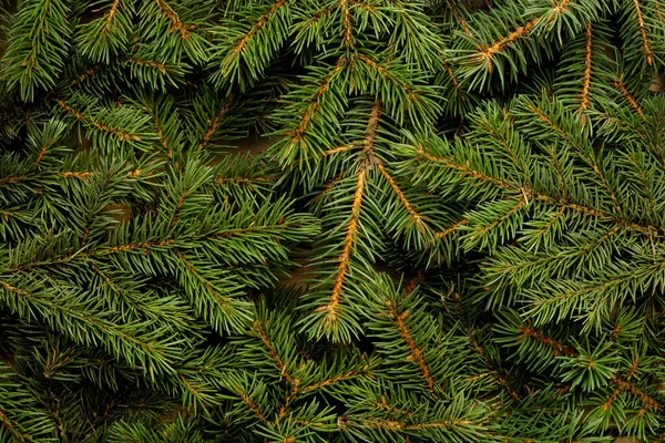 Kerstboom Takken Kerstmis Nieuwjaar Behang Vlakke Lay Bovenaanzicht — Stockfoto