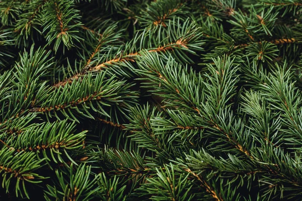 Takken Van Een Kerstboom Kerstmis Nieuwjaar Behang Een Spandoek Vlakke — Stockfoto